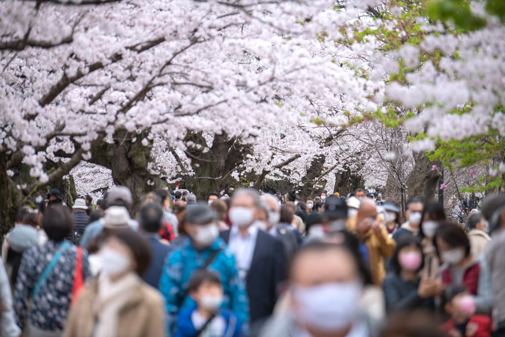 700m続く桜並木が圧巻の「千鳥ヶ淵緑道」