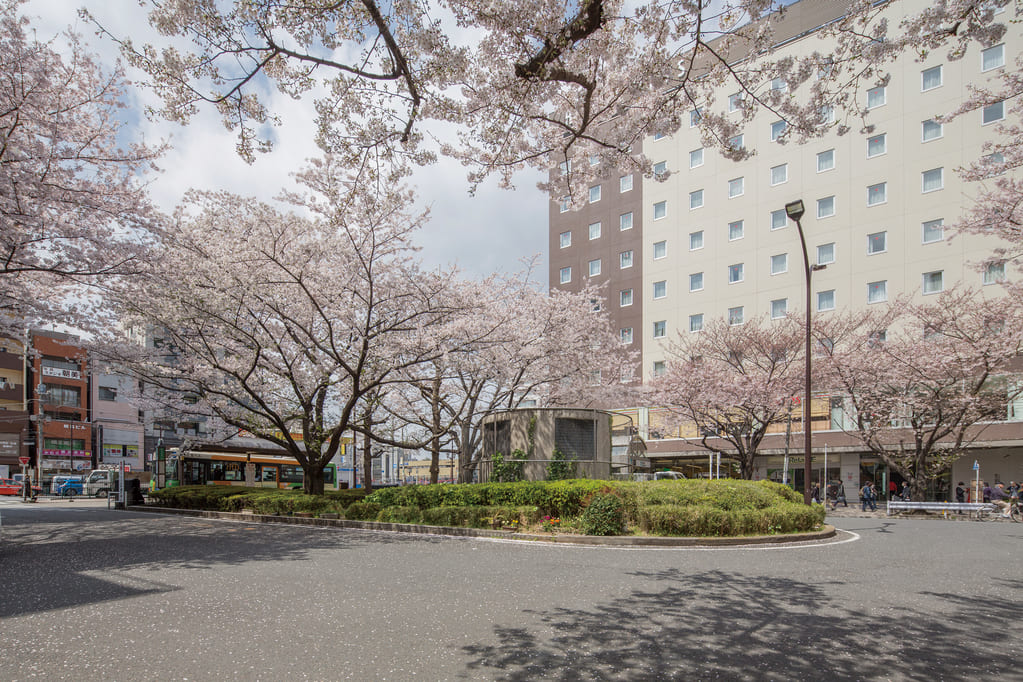 ソメイヨシノの原種が植えられた染井吉野桜記念公園