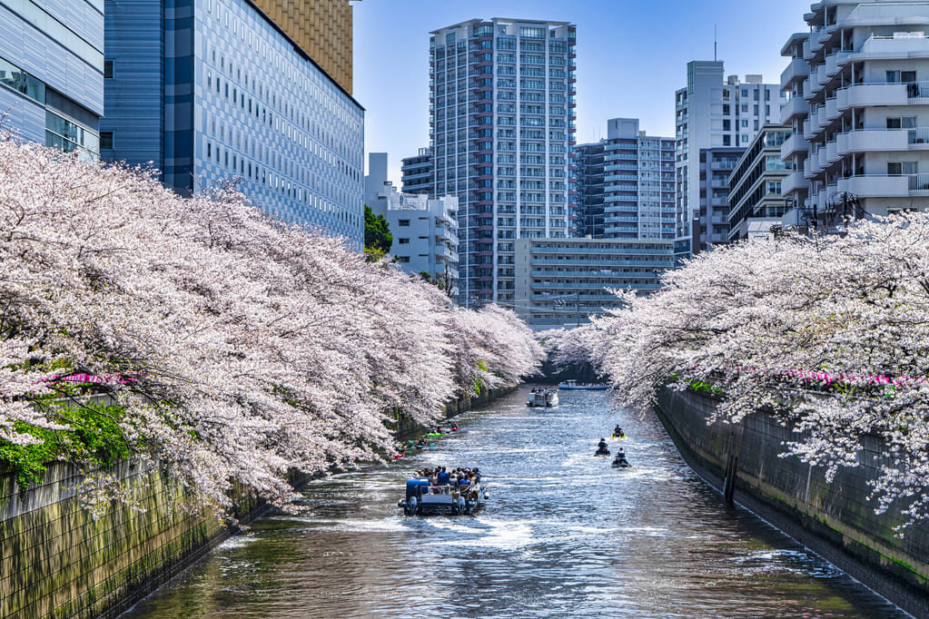 目黒川は桜を楽しめる