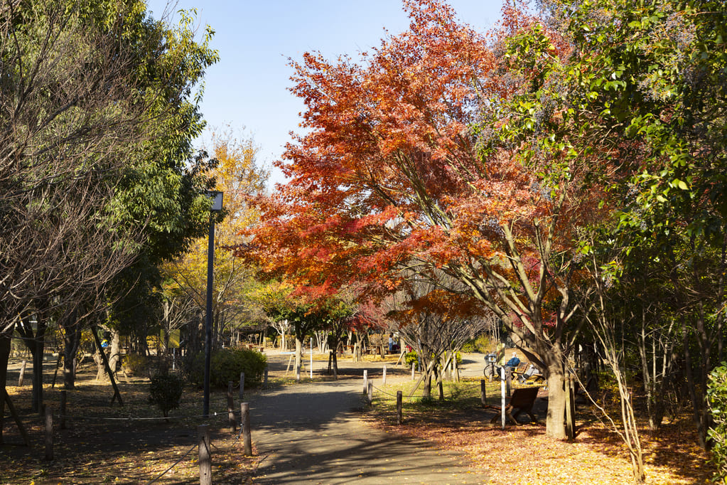 駒場野公園