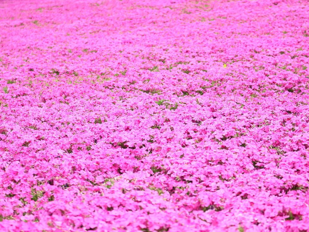 三田の芝桜