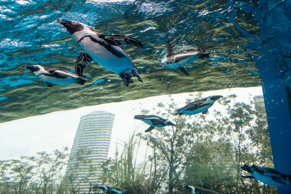 天空のオアシスを実現した都市型の高層水族館・サンシャイン水族館