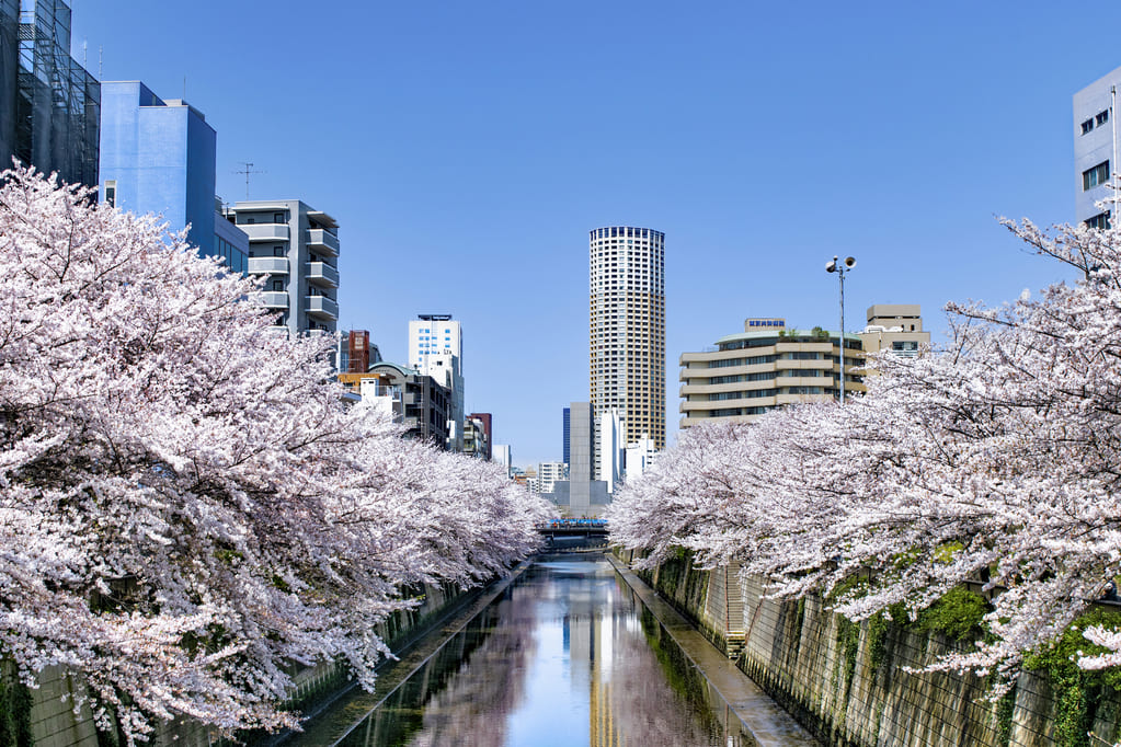 桜並木が楽しめるスポットがある