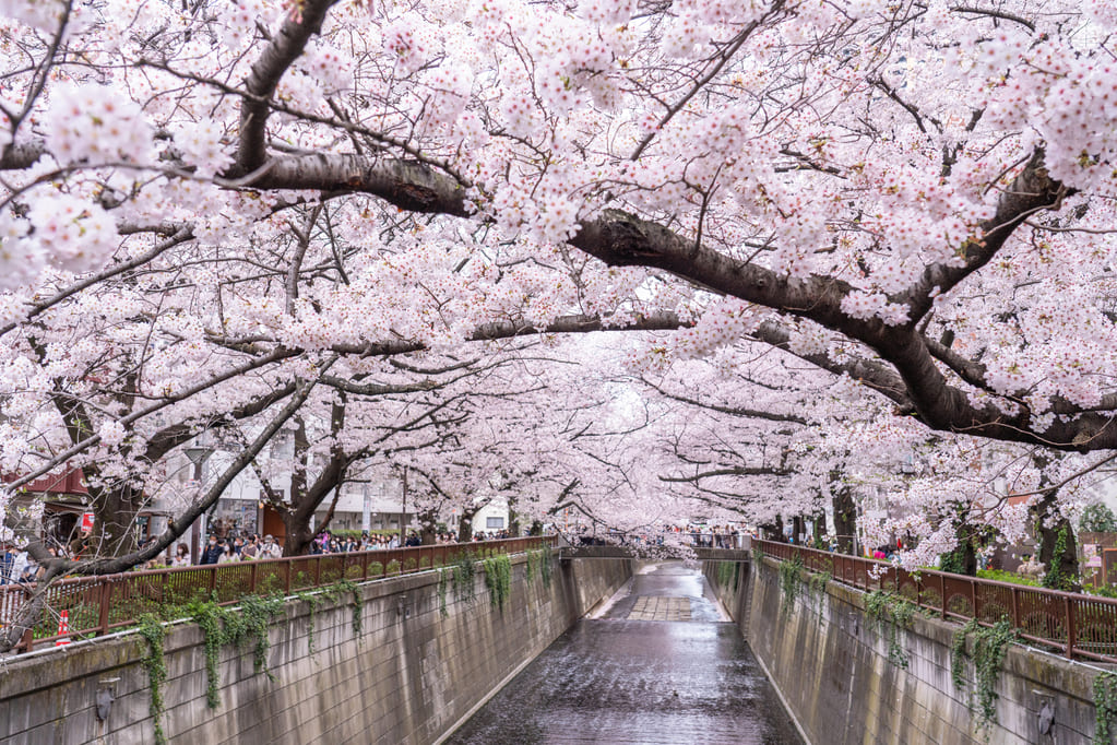 都内屈指の花見スポット・目黒川の桜並木