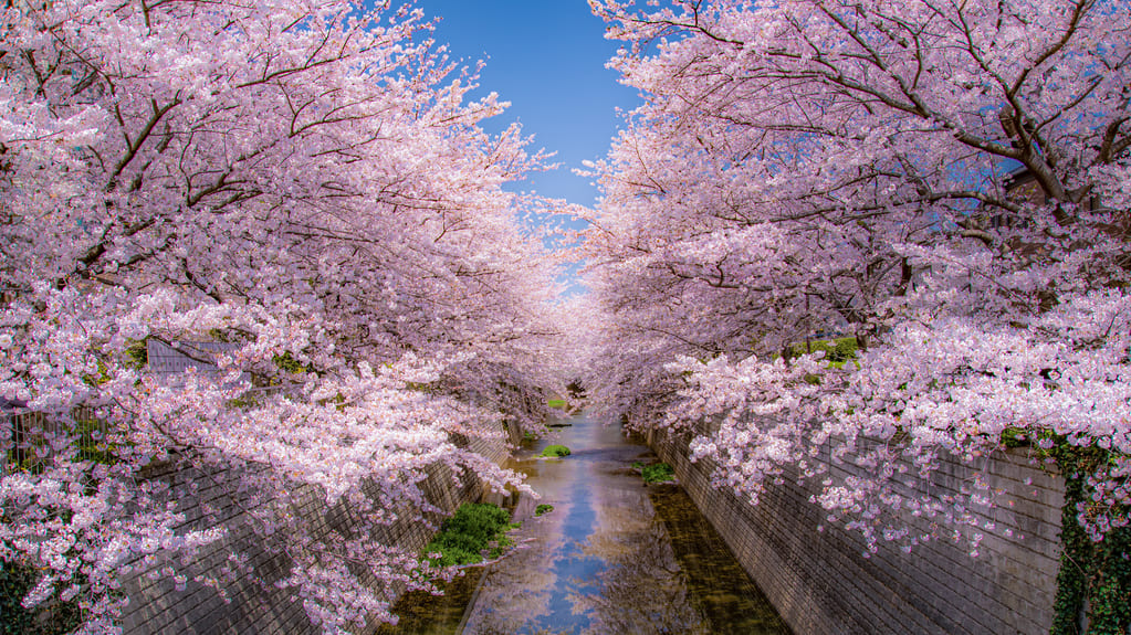 板橋十景 石神井川の桜並木