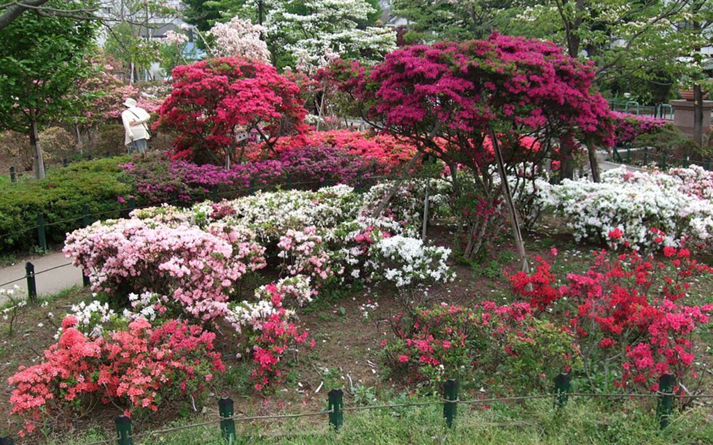 練馬区立平成つつじ公園